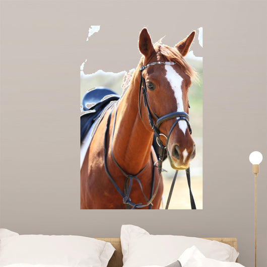 Purebred Horse Bright