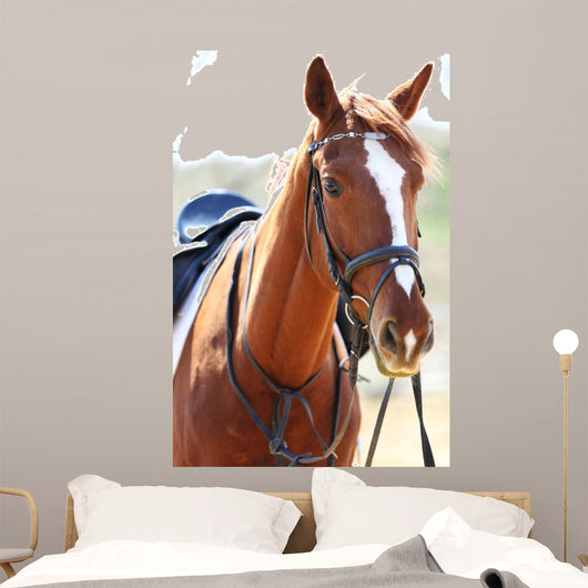 Purebred Horse Bright
