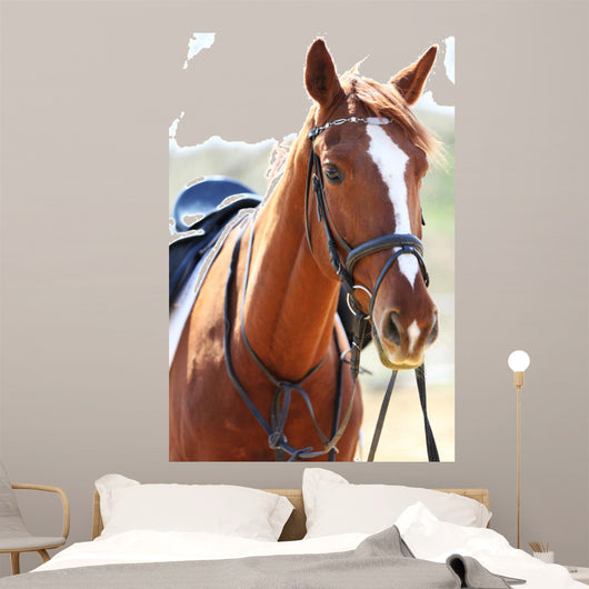 Purebred Horse Bright
