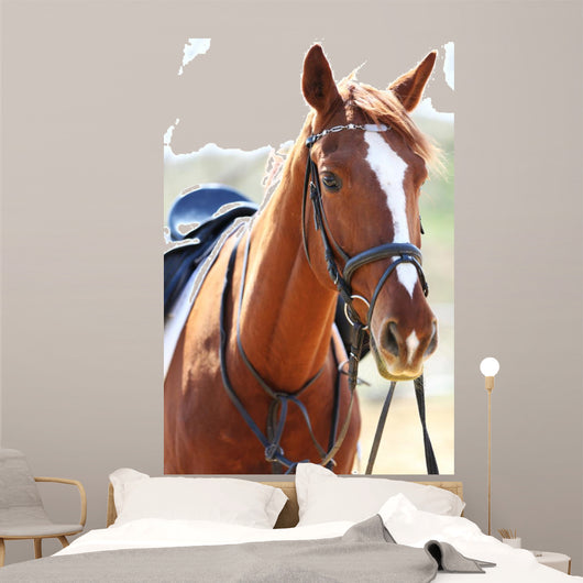 Purebred Horse Bright