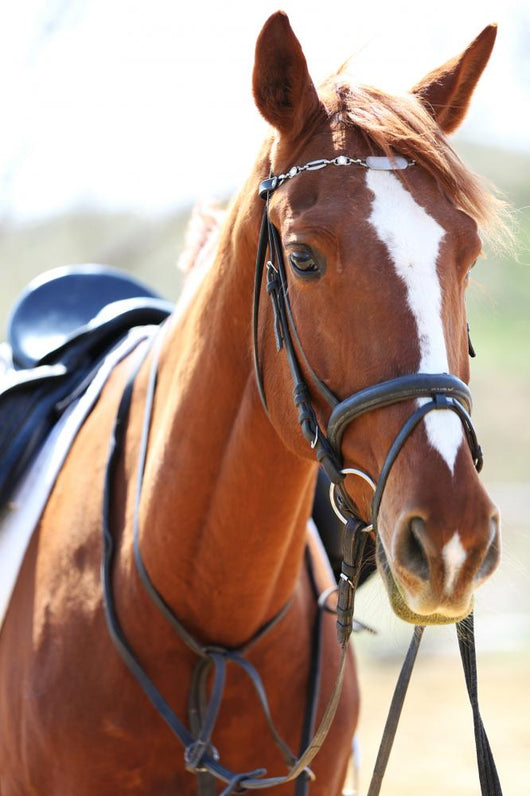 Purebred Horse Bright