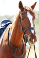 Purebred Horse Bright