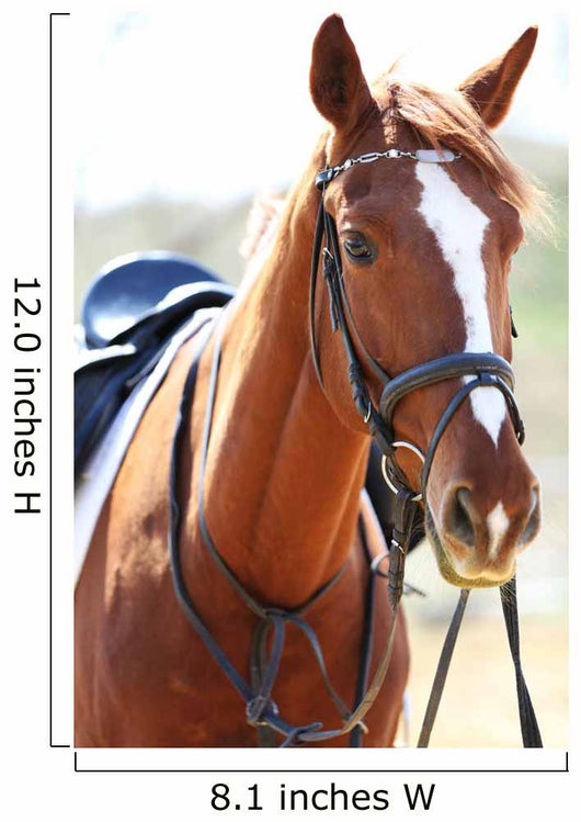 Purebred Horse Bright