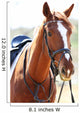 Purebred Horse Bright