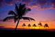 Hawaiian Palm Tree Silhouette