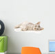 Kitten on a White Background Wall Decal