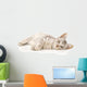 Kitten on a White Background Wall Decal