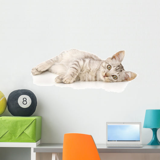 Kitten on a White Background Wall Decal