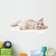Kitten on a White Background Wall Decal