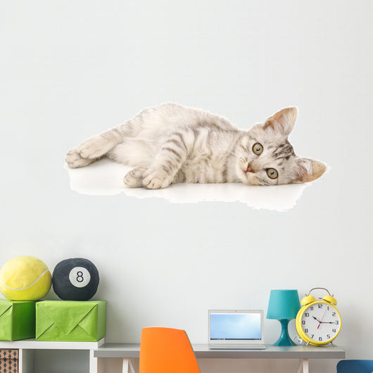 Kitten on a White Background Wall Decal