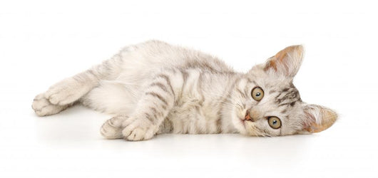 Kitten on a White Background Wall Decal
