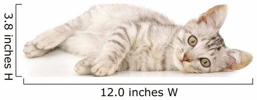 Kitten on a White Background Wall Decal