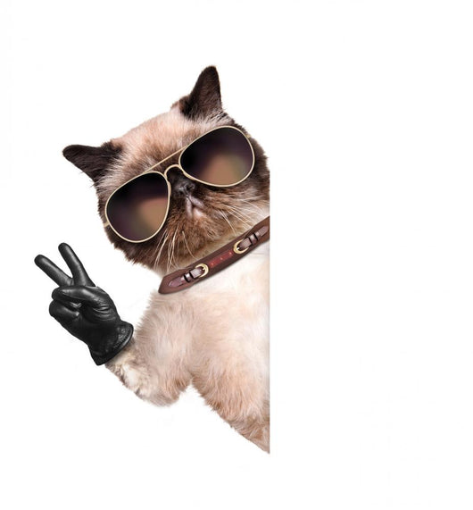 Cat with Peace Fingers in Black Leather Gloves Wall Decal
