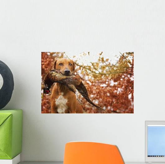 Sitting Ridgeback holds in its mouth pheasant Wall Mural