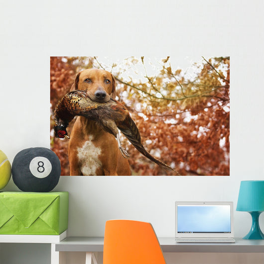 Sitting Ridgeback holds in its mouth pheasant Wall Mural