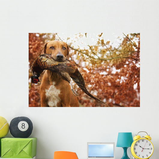 Sitting Ridgeback holds in its mouth pheasant Wall Mural