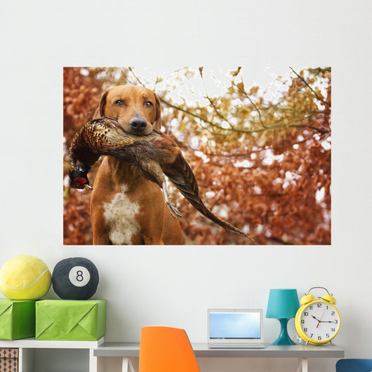 Sitting Ridgeback holds in its mouth pheasant Wall Mural