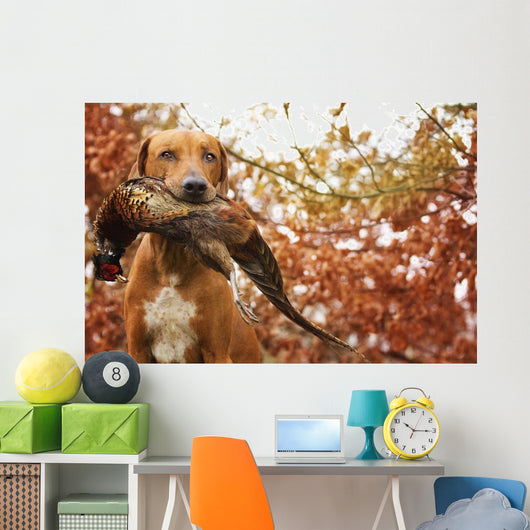 Sitting Ridgeback holds in its mouth pheasant Wall Mural