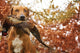 Sitting Ridgeback holds in its mouth pheasant Wall Mural
