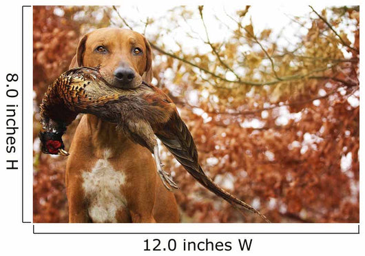 Sitting Ridgeback holds in its mouth pheasant Wall Mural