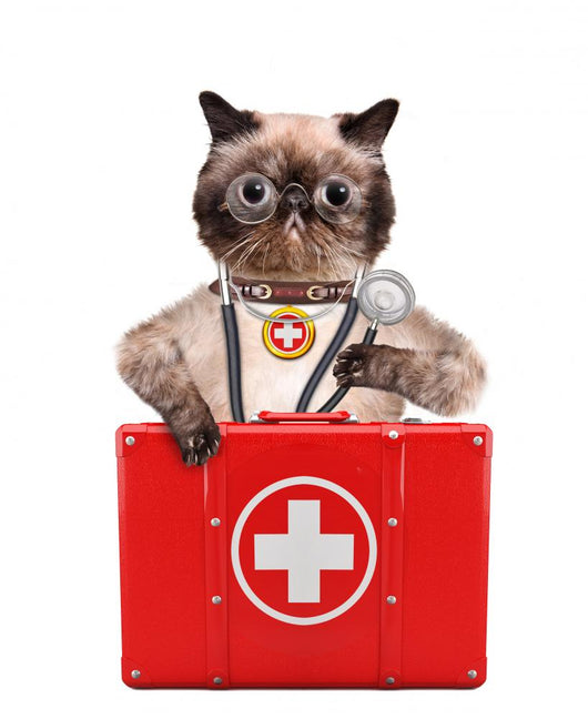 Cat with First Aid