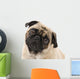 Pug Looking Concerned, Isolated Against White Wall Mural