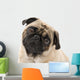 Pug Looking Concerned, Isolated Against White Wall Mural