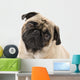 Pug Looking Concerned, Isolated Against White Wall Mural