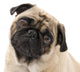 Pug Looking Concerned, Isolated Against White Wall Mural