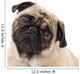 Pug Looking Concerned, Isolated Against White Wall Mural