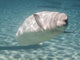 Beluga Whale Delphinapterus Leucas