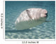 Beluga Whale Delphinapterus Leucas