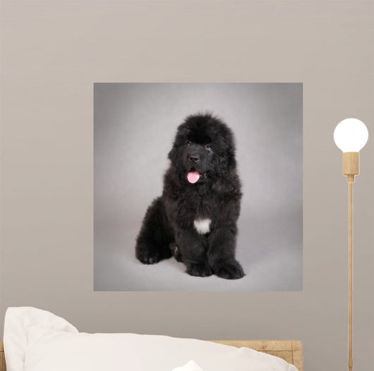 Newfoundland Dog Puppy
