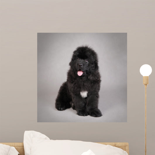 Newfoundland Dog Puppy