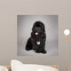 Newfoundland Dog Puppy
