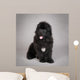 Newfoundland Dog Puppy
