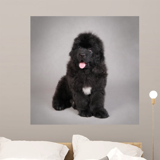 Newfoundland Dog Puppy