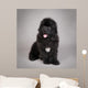 Newfoundland Dog Puppy
