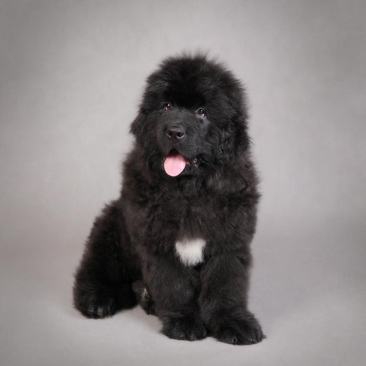Newfoundland Dog Puppy