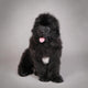 Newfoundland Dog Puppy
