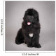 Newfoundland Dog Puppy