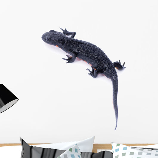 Japanese Fire Belly Newt, Cynops Pyrrhogaster Isolated on White Wall Decal