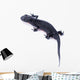 Japanese Fire Belly Newt, Cynops Pyrrhogaster Isolated on White Wall Decal