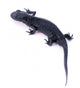 Japanese Fire Belly Newt, Cynops Pyrrhogaster Isolated on White Wall Decal