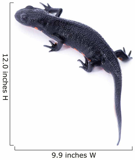 Japanese Fire Belly Newt, Cynops Pyrrhogaster Isolated on White Wall Decal