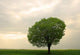 Tree Spring Wall Decal