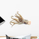 Image Squid White