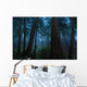 Big Sur Redwood Forest