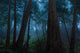 Big Sur Redwood Forest