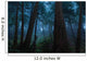 Big Sur Redwood Forest